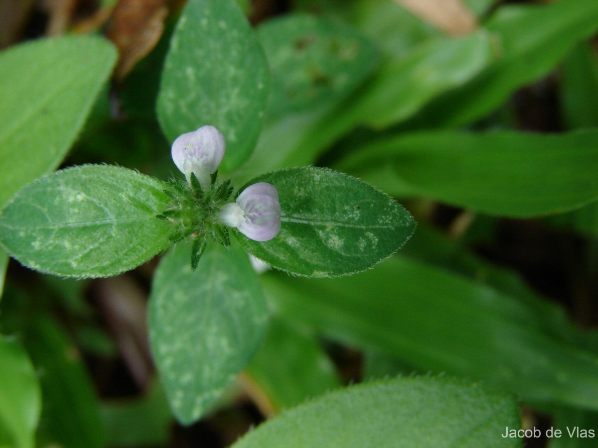 Rostellularia procumbens (L.) Nees